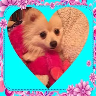 tan-pomeranian-heart-photo